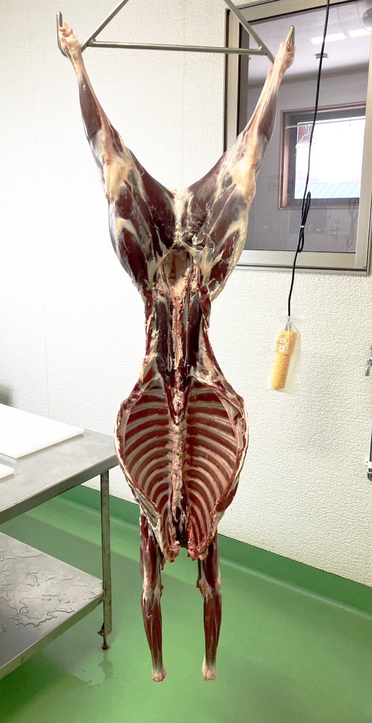 【贅沢ジビエ】夏鹿の一頭買い　14kg