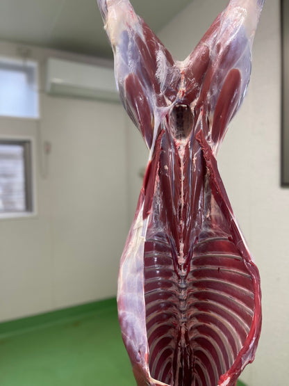 【贅沢ジビエ】若鹿の一頭買い　10ｋｇ