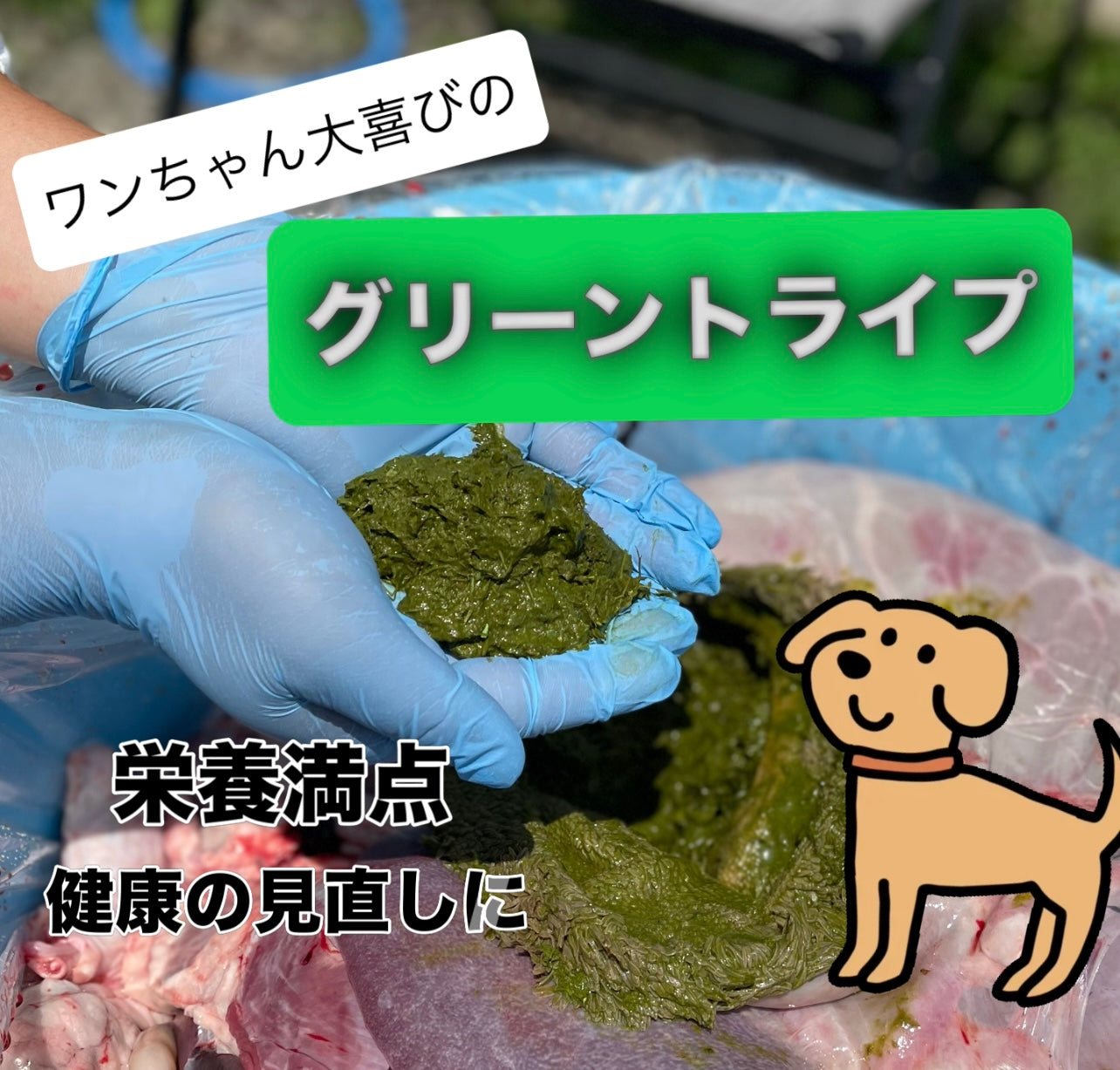 【最強のペットフード】胃袋まるごと！！若鹿のグリーントライプ　３㎏